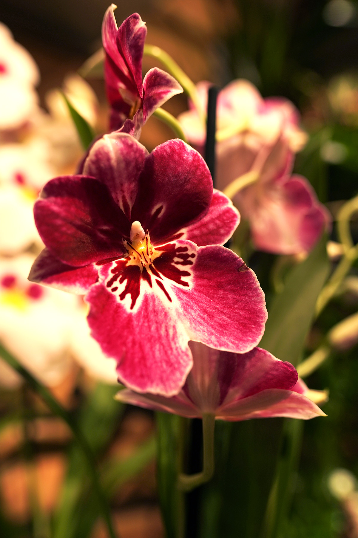 orchidee miltonia mouchetee symphonie florale orchidee miltonia mouchetee symphonie florale