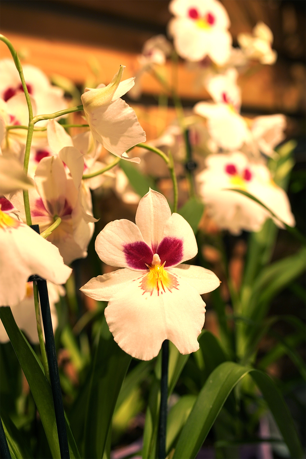 orchidees miltonia symphonie florale orchidees miltonia symphonie florale