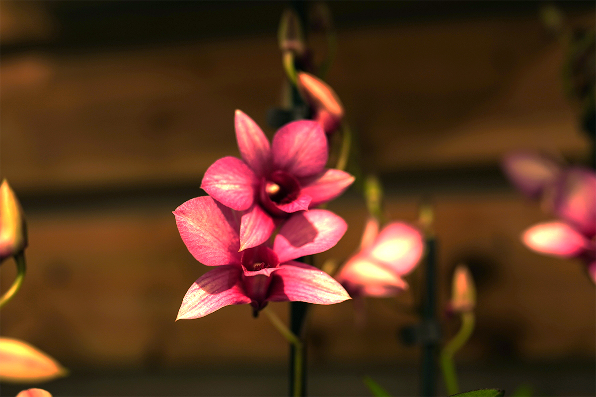 orchidees-dendrobium-symphonie-florale-fleuriste-juvignac-montpellier-2