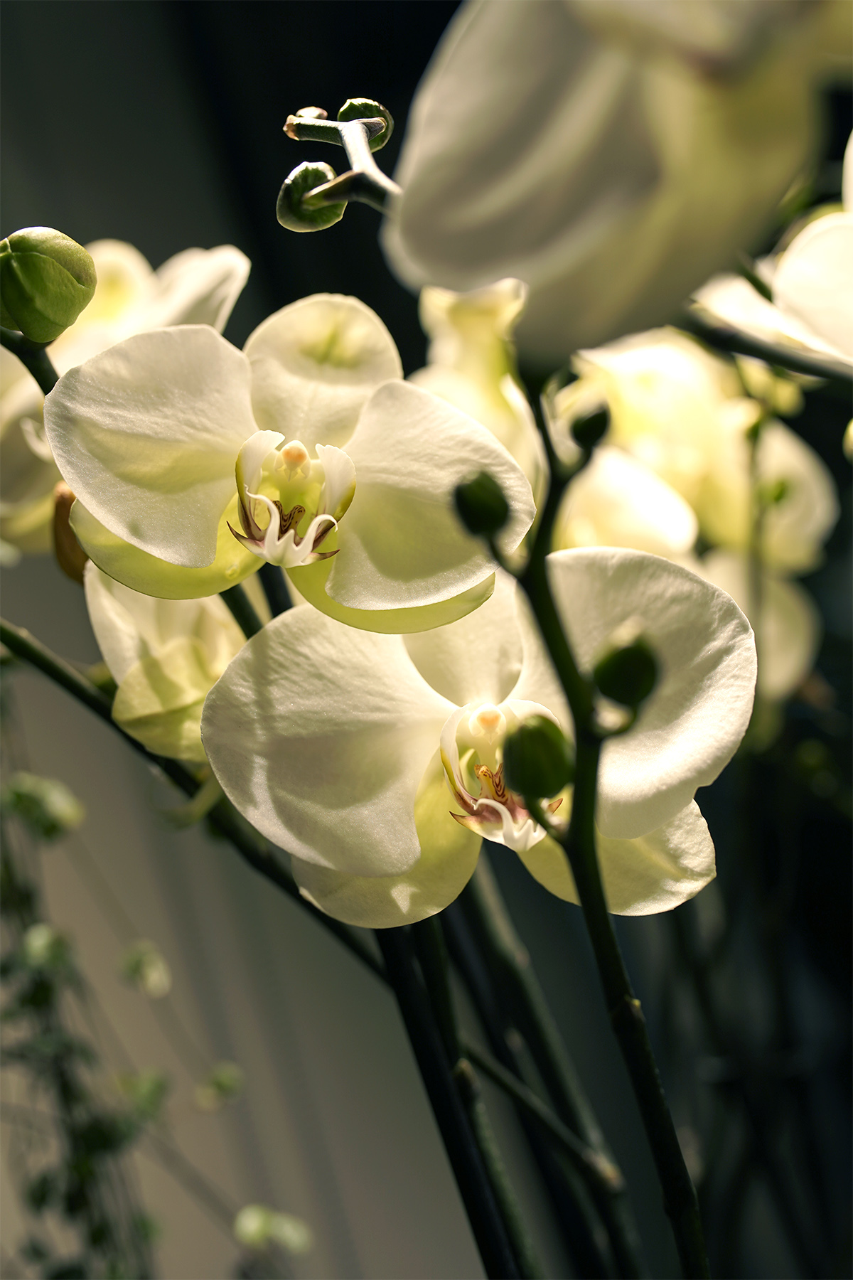 orchidees-phalaenopsis-blanche