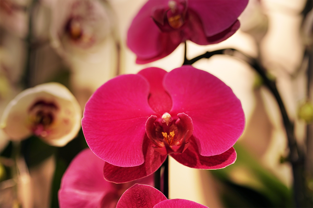 orchidees-phalaenopsis-fushia-symphonie-florale-fleuriste-juvignac