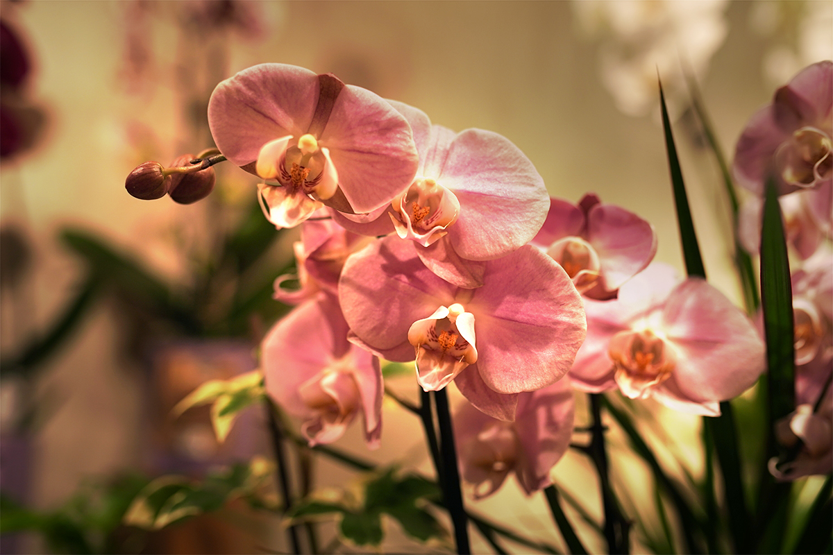 orchidees-phalaenopsis-rose-symphonie-florale-fleuriste-juvignac