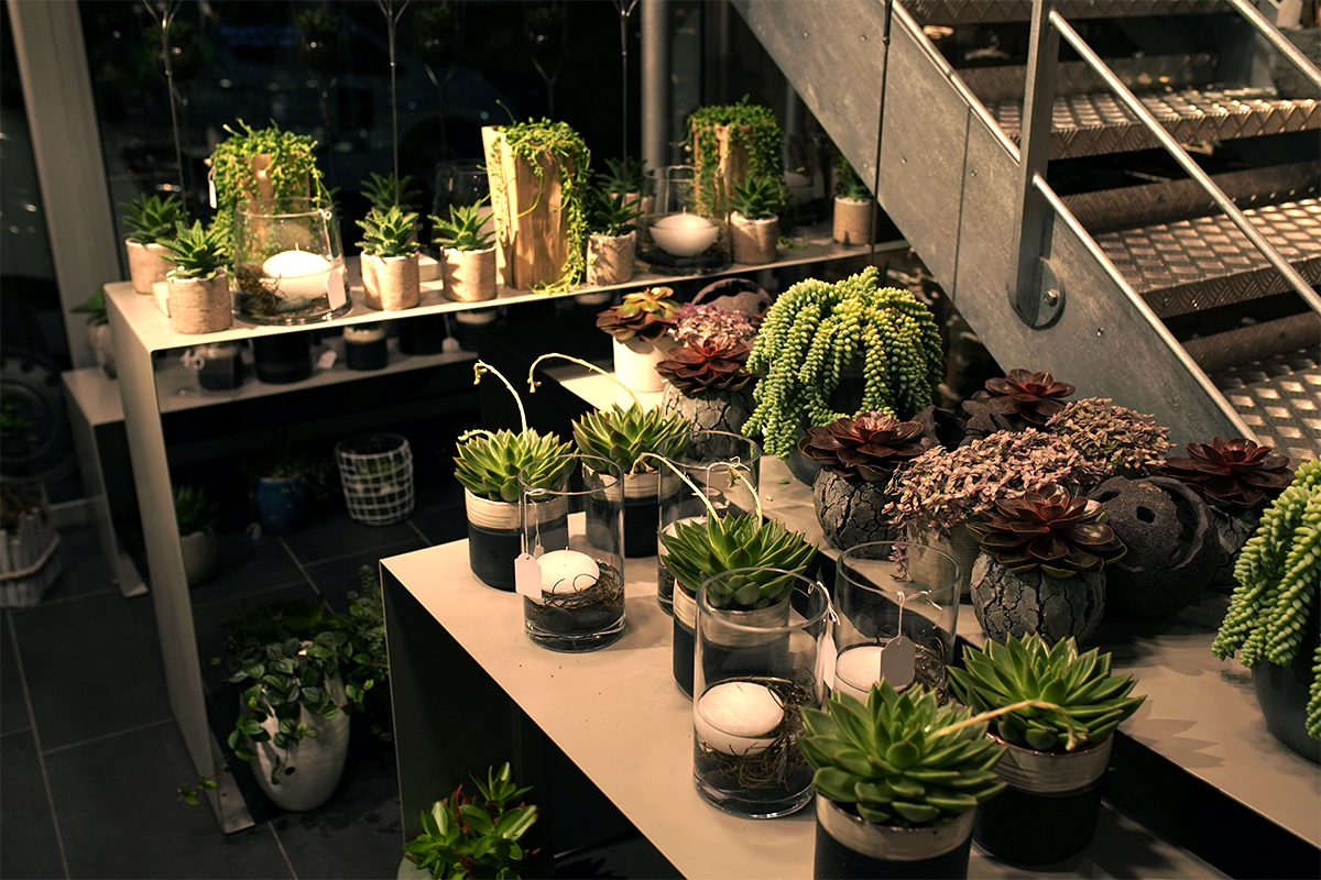 plante-grasse-symphonie-florale-fleuriste-juvignac-montpellier-10