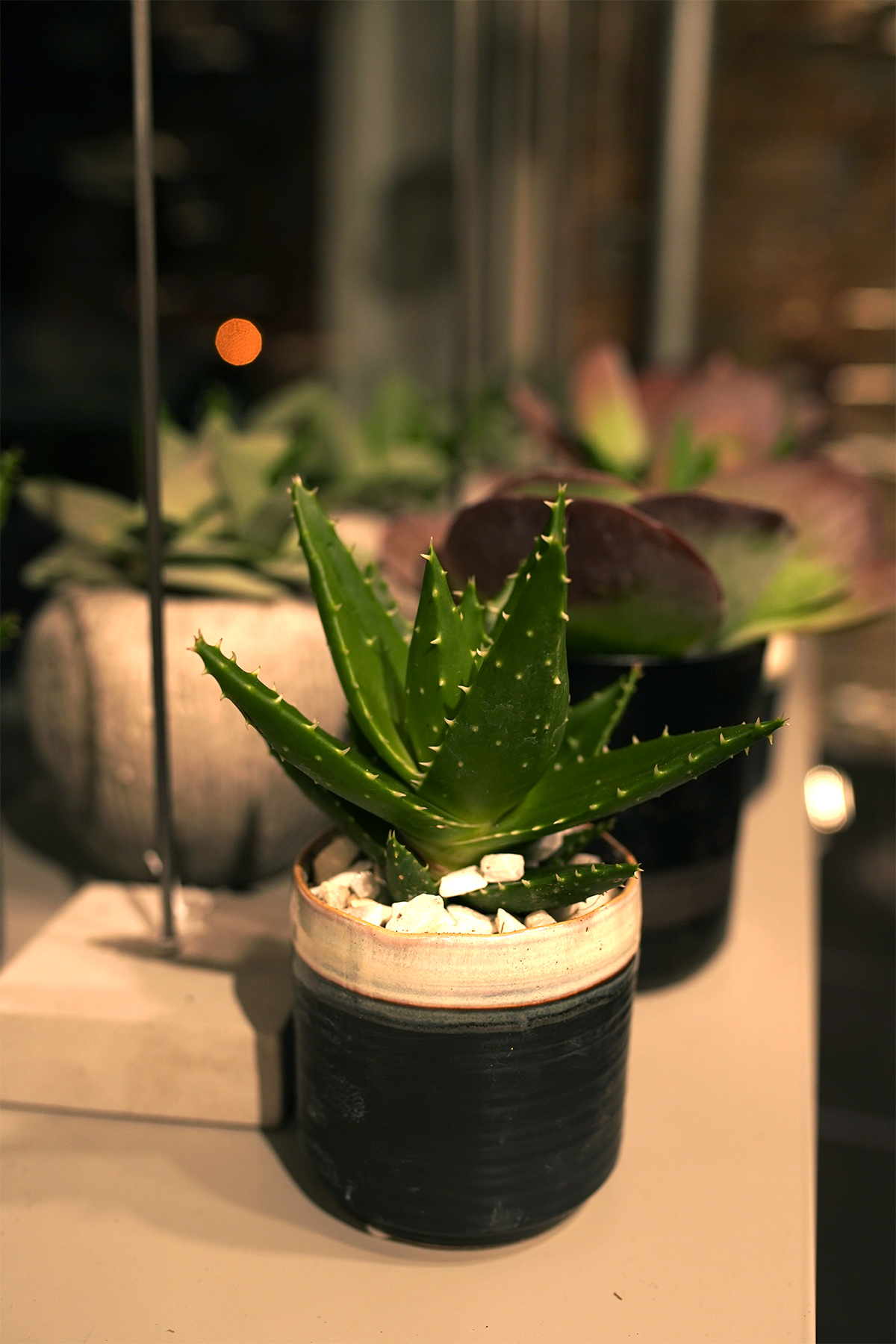 plante-grasse-symphonie-florale-fleuriste-juvignac-montpellier-4