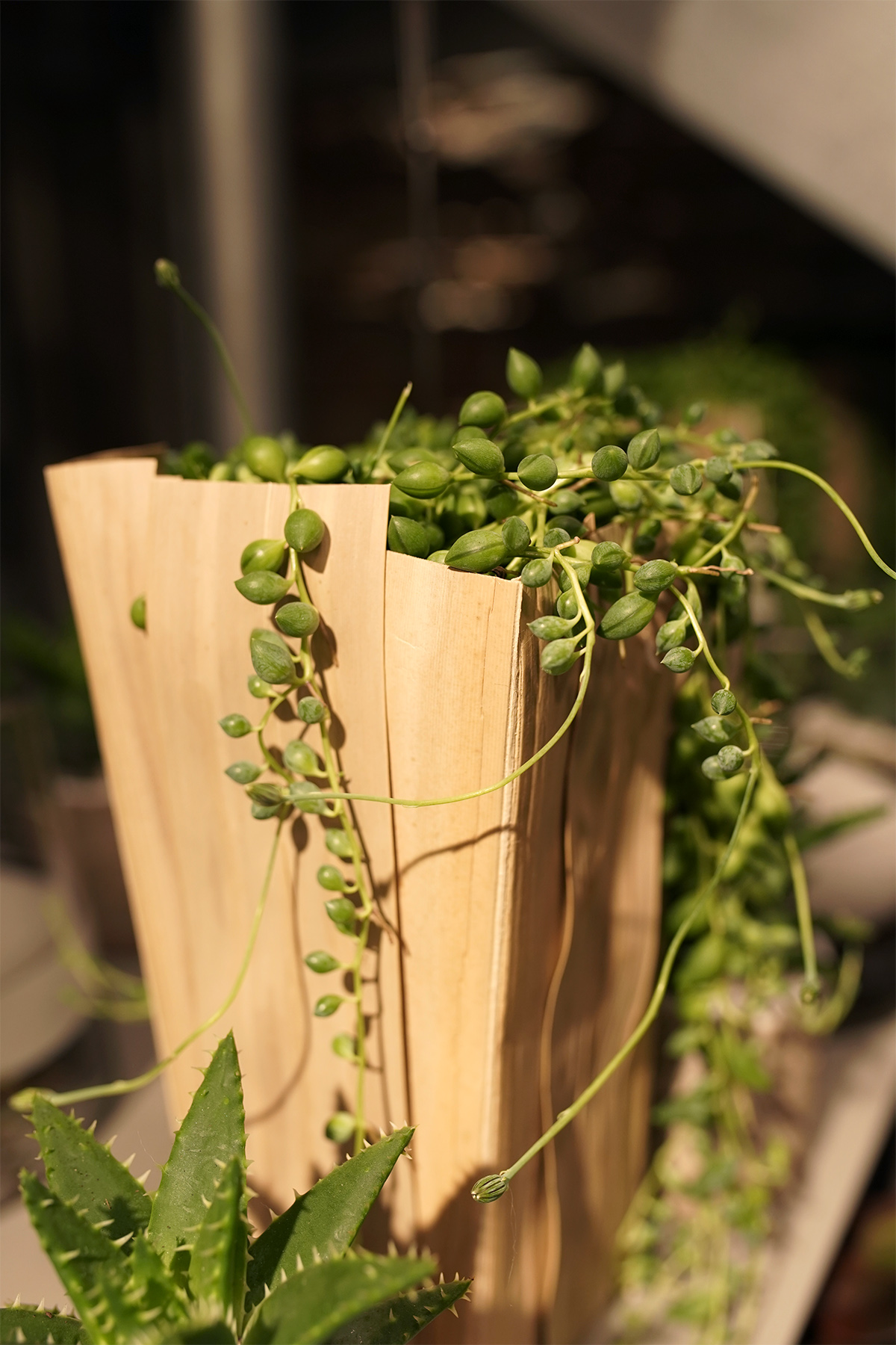 plante-grasse-symphonie-florale-fleuriste-juvignac-montpellier-7