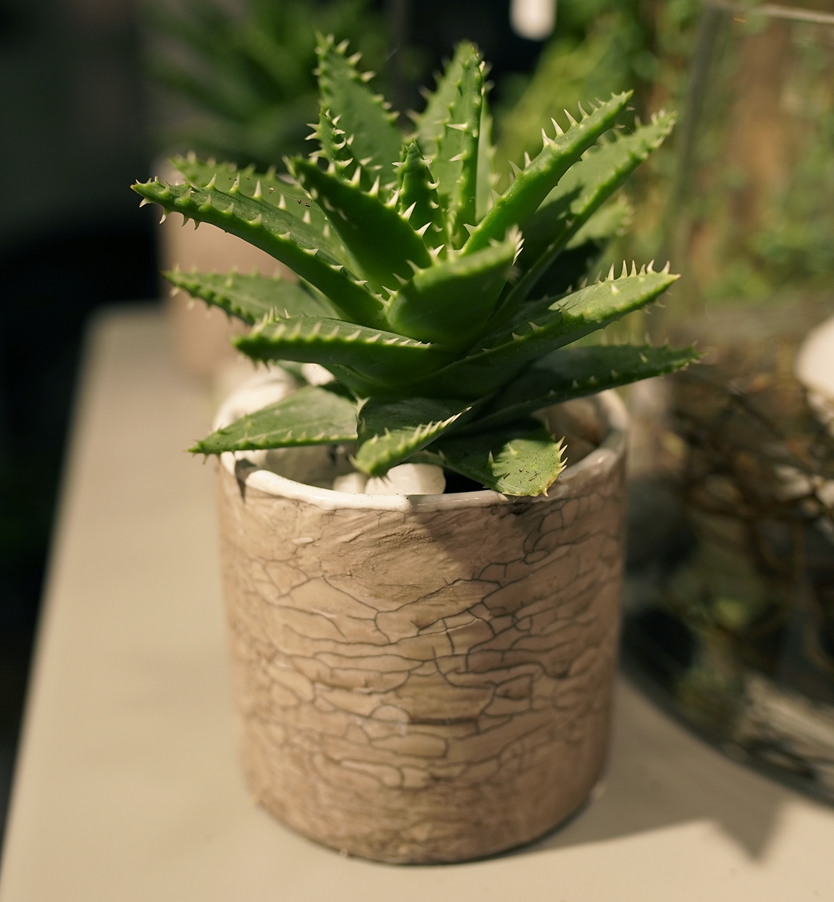 plante-grasse-symphonie-florale-fleuriste-juvignac-montpellier-8