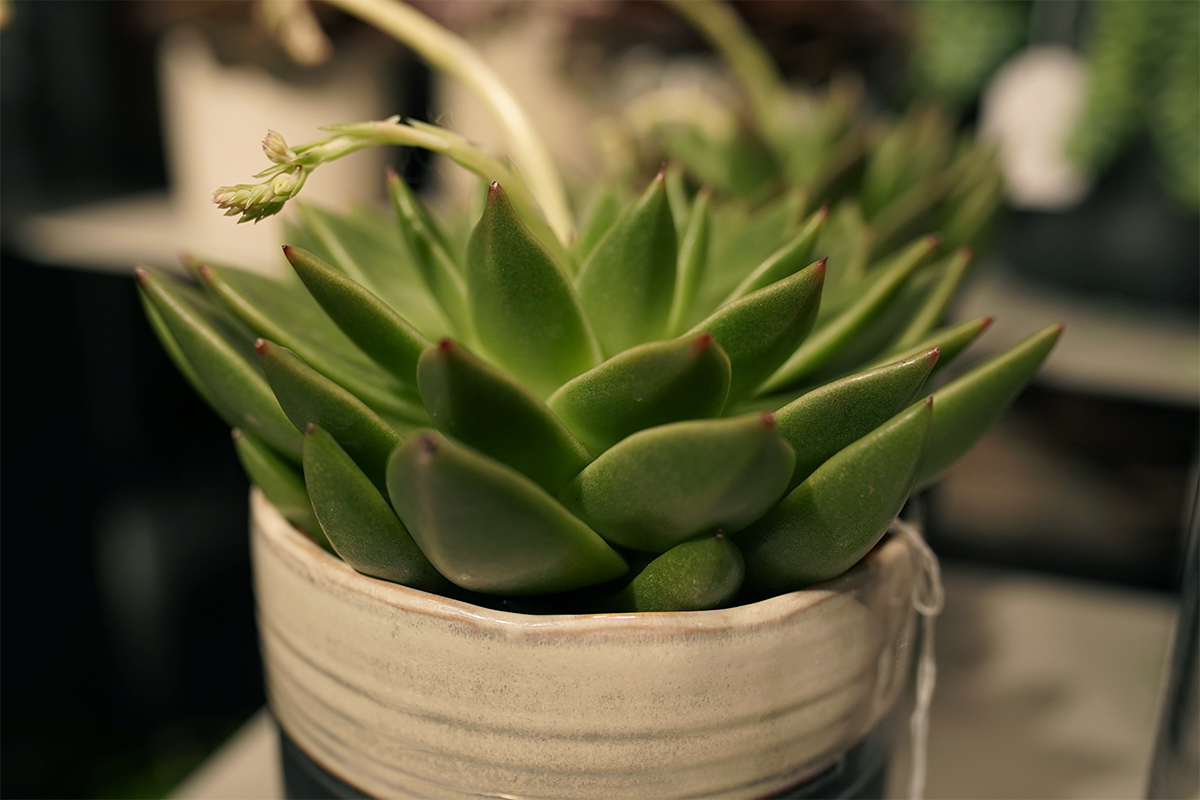 plante-grasse-symphonie-florale-fleuriste-juvignac-montpellier-9