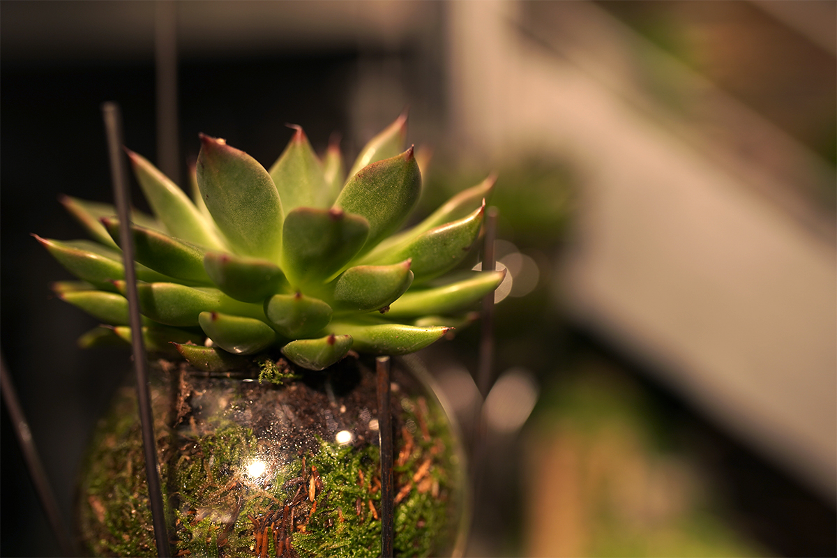 plante-grasse-symphonie-florale-fleuriste-juvignac-montpellier