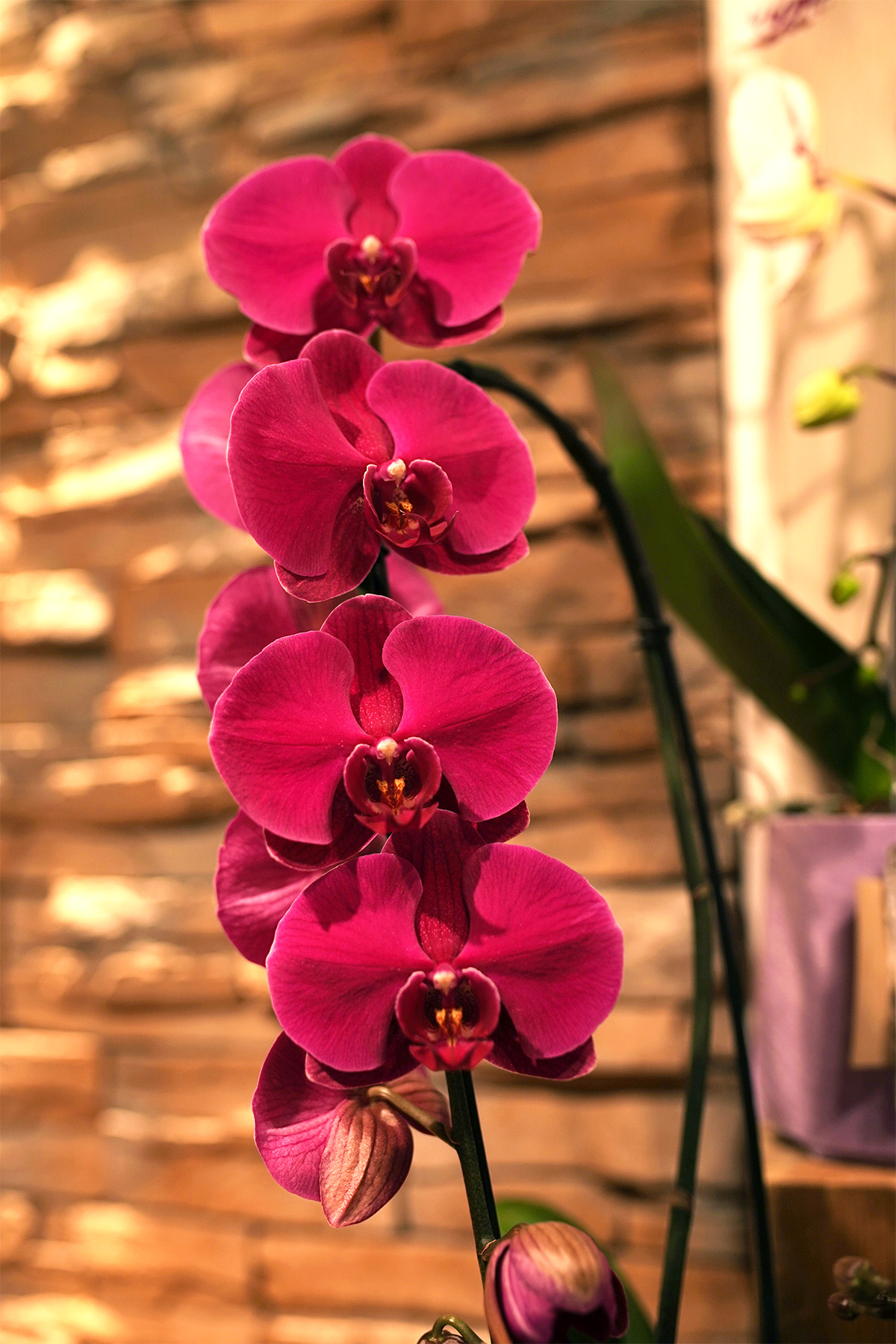 tiges-orchidees-phalaenopsis-fushia-symphonie-florale-fleuriste-juvignac
