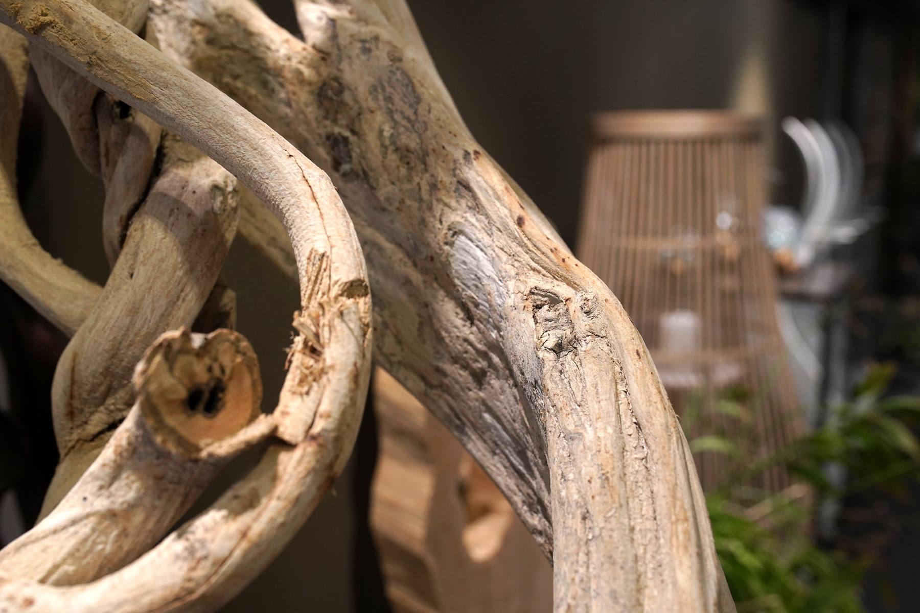 lianes-bois naturel exotique montpellier