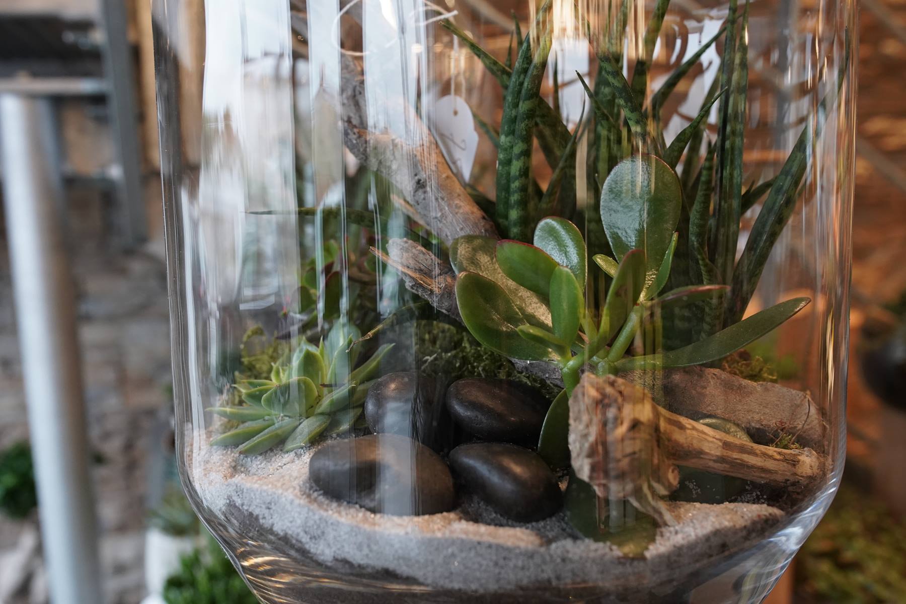 terrarium-montpellier-decoration-interieur-juvignac-symphonie-florale