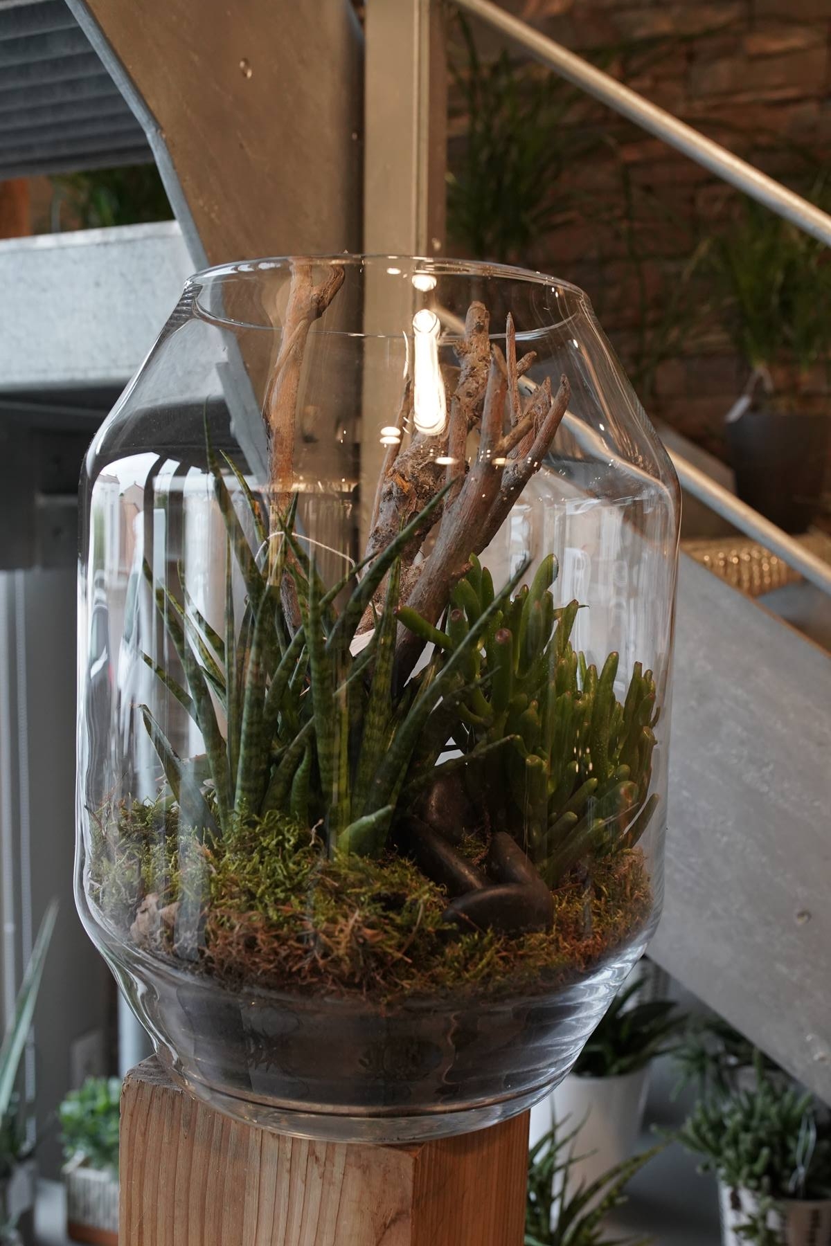 terrarium-montpellier-decoration-interieur-juvignac-symphonie-florale