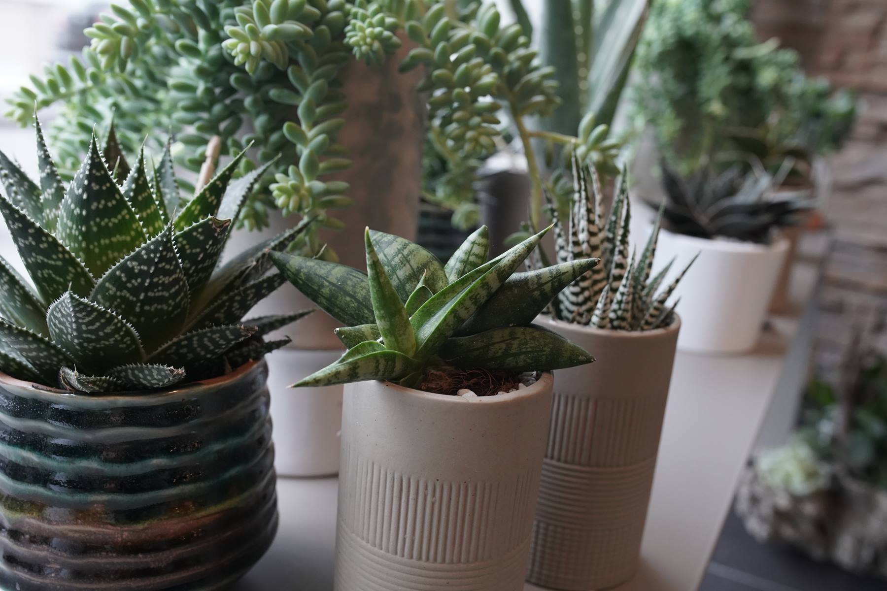 plantes-grasses-montpellier-juvignac-symphonie-florale