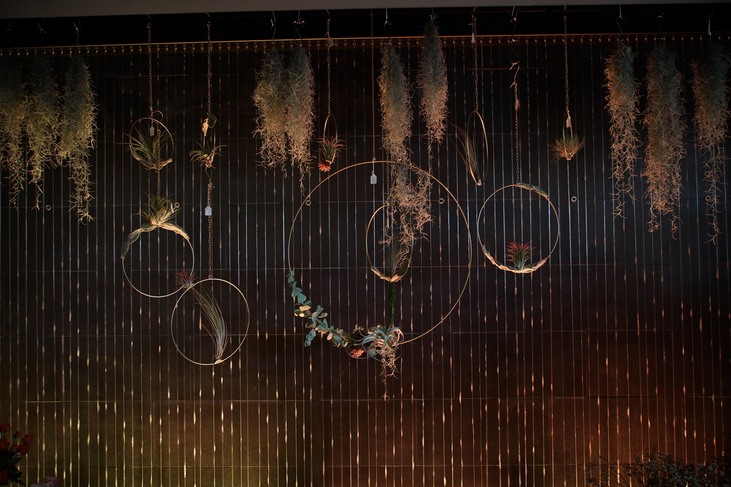 attrapes reves tillandsias