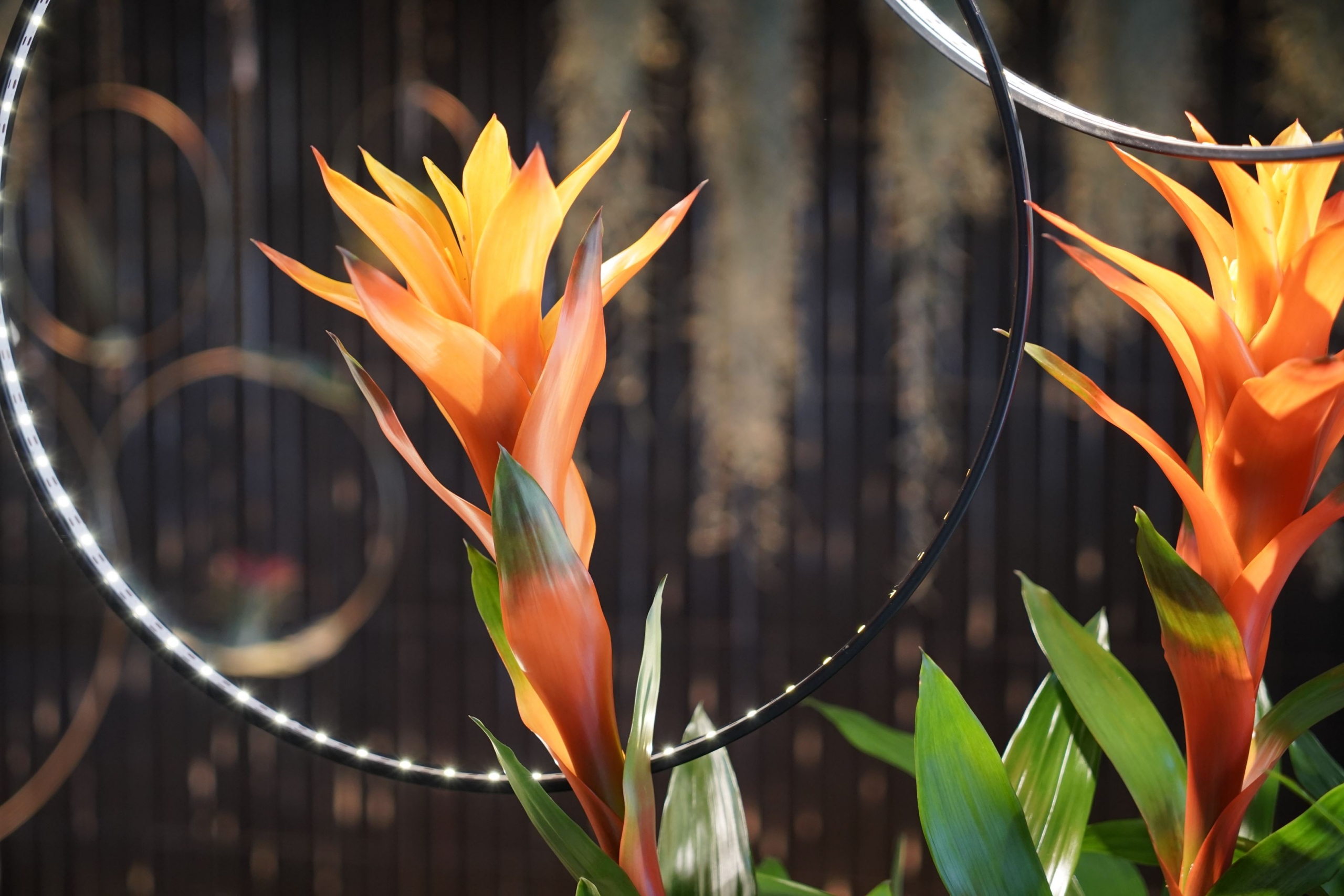 lampes led attrapes reves