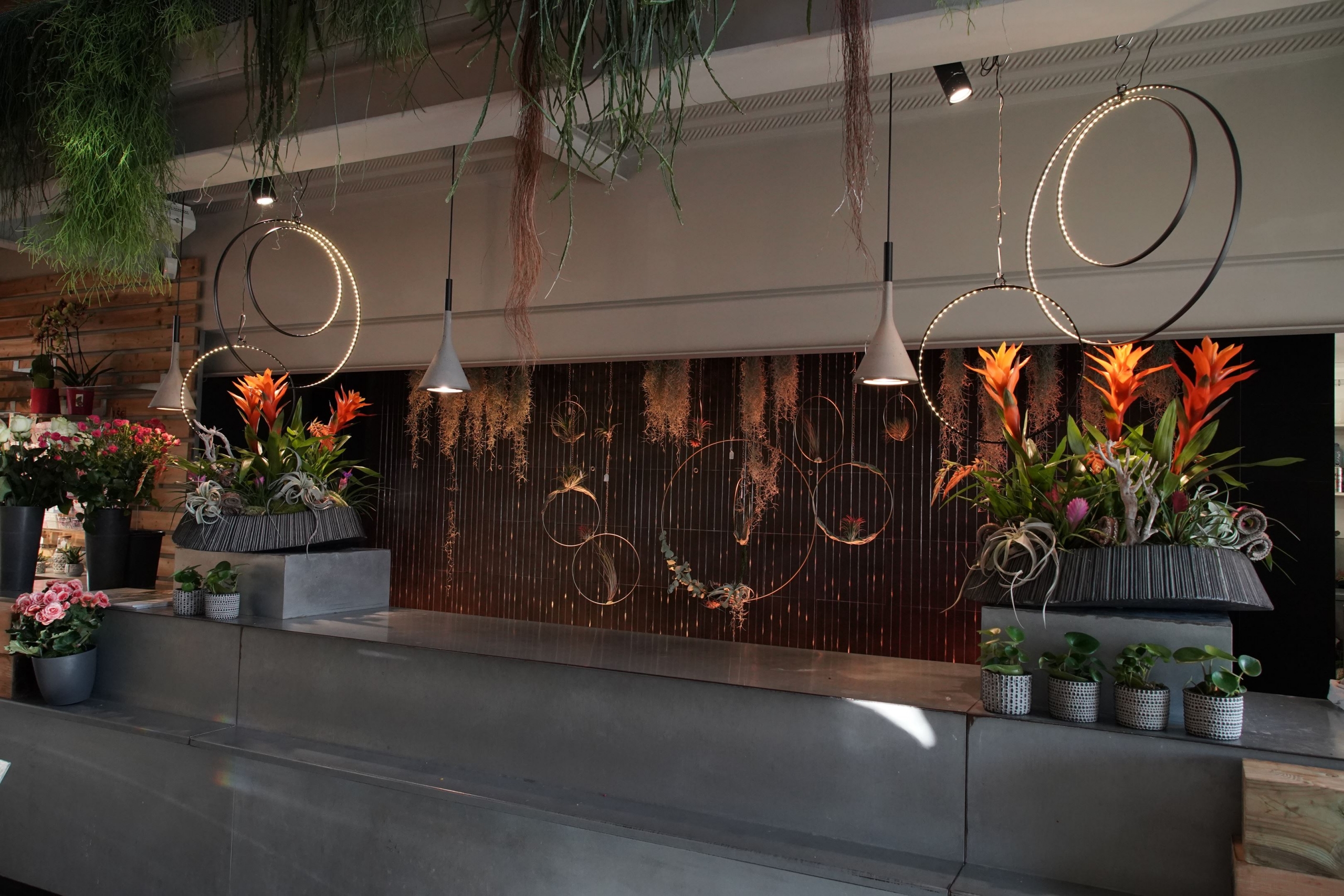 attrapes reves tillandsias