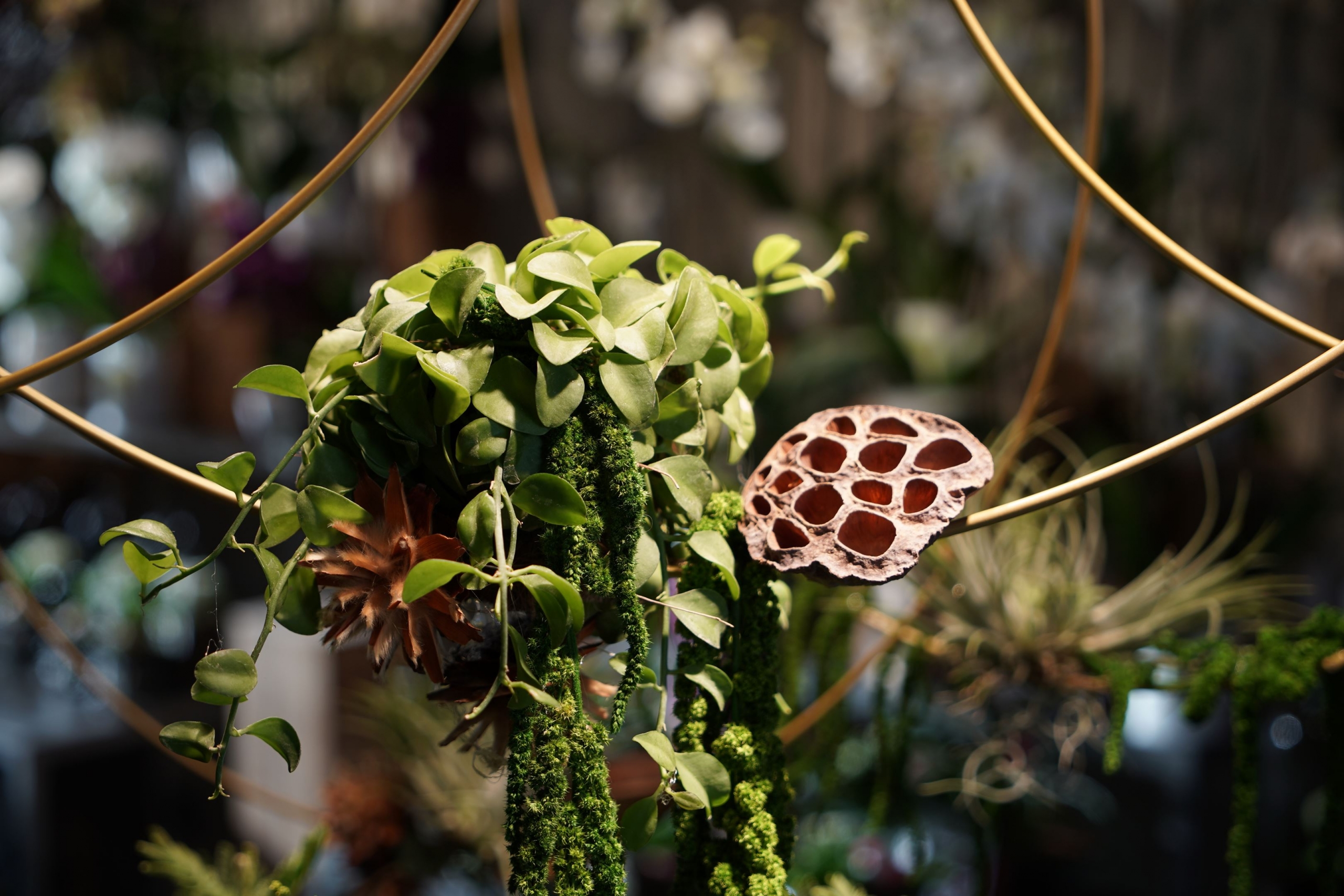 symphonie-florale-tillandsia