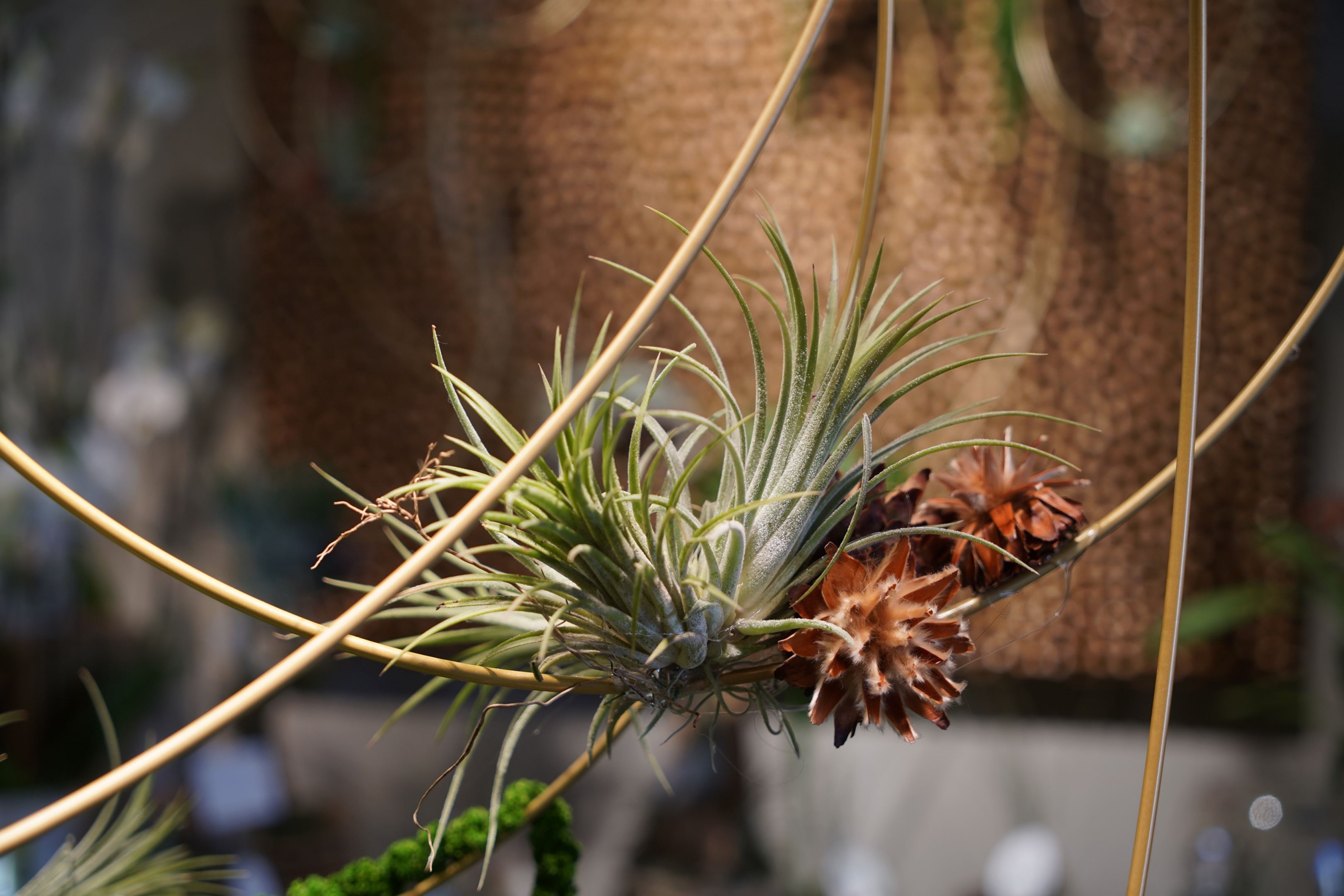 symphonie-florale-tillandsia